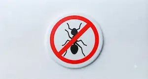 Ants