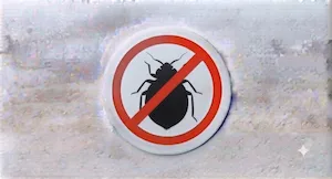 Bedbugs